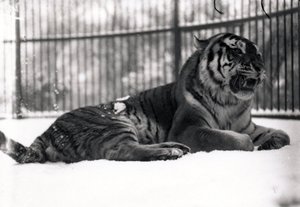 Siberische tijger in de sneeuw